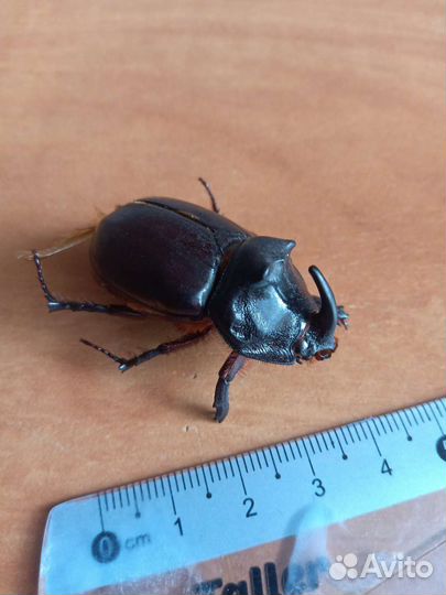 Жук-носорог