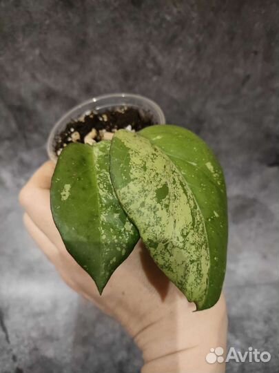 Хойя Джой splash