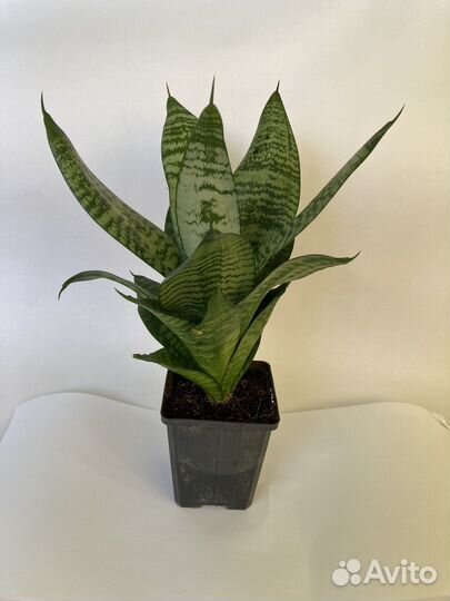 Сансевиерия