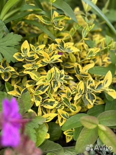 Бересклет форчуна