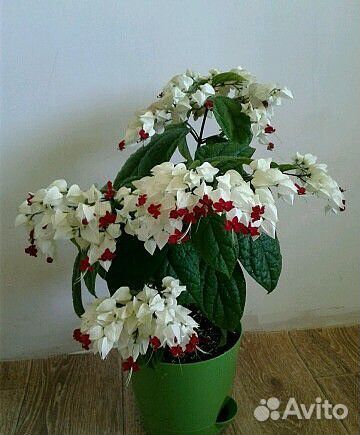 Клеродендрум Госпожи Томпсон