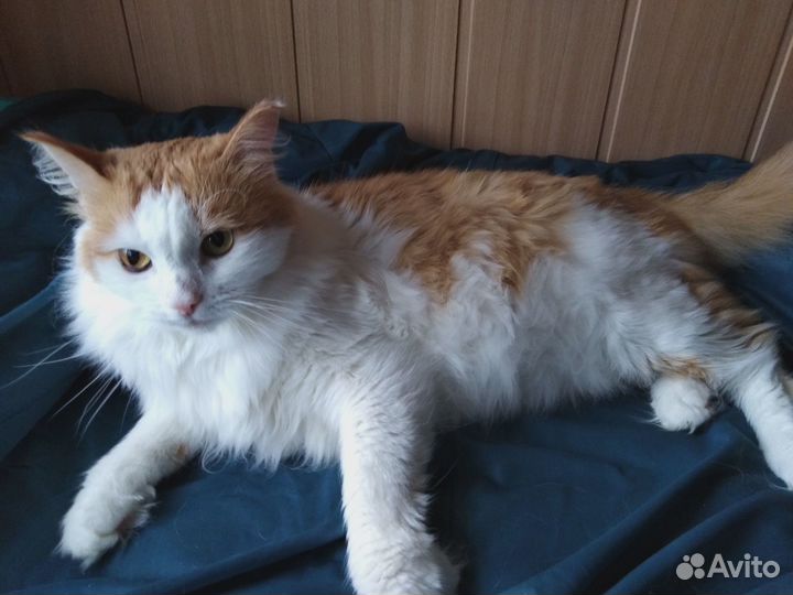 Тимоша ищет дом)