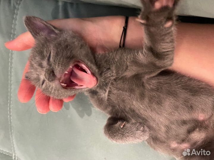 Серый котенок