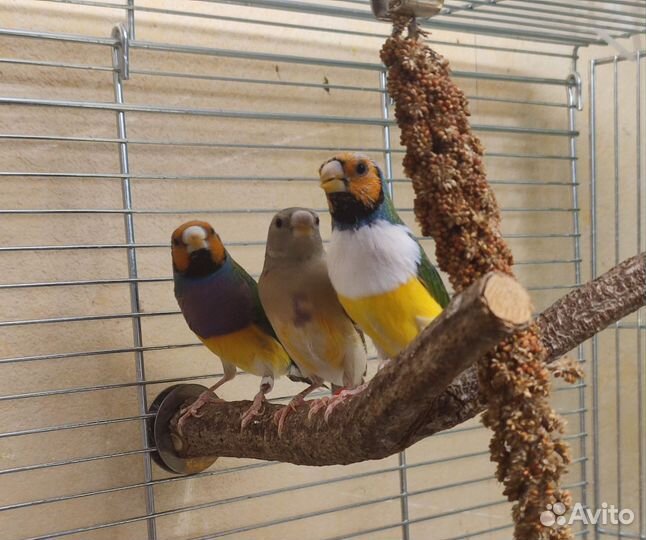 Амадины Гульда самцы