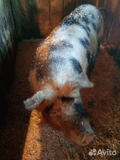 Свиньи поросята