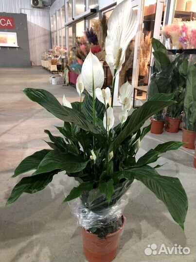 Спатифиллум Свит Себастьян