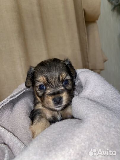 Щенки чорки