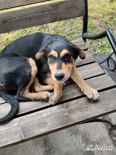 Щенок похожа на метиса ротвейлера ищет дом