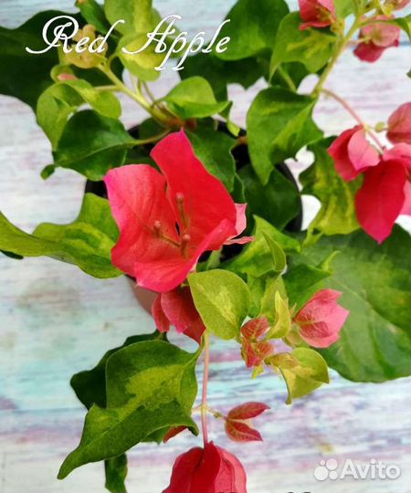 Бугенвиллия Red Apple