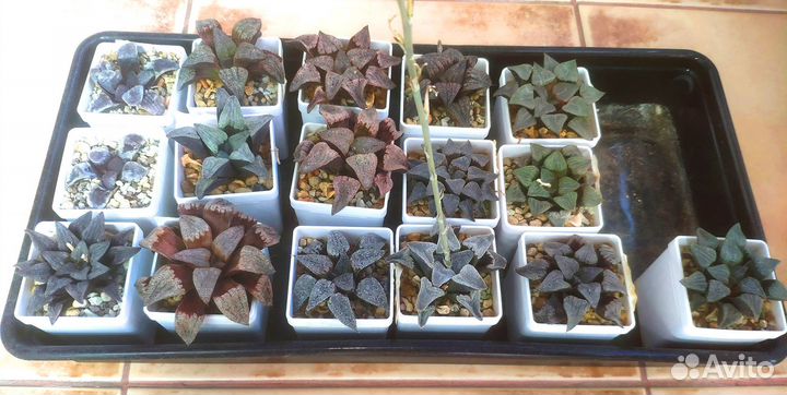 Хавортии коллекционные