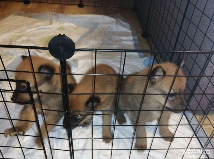 Щенки карело финской лайки