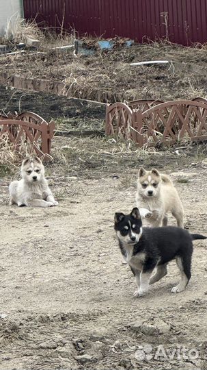 Отдам щенков