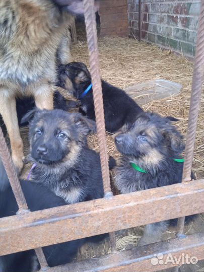 Щенки немецкой овчарки