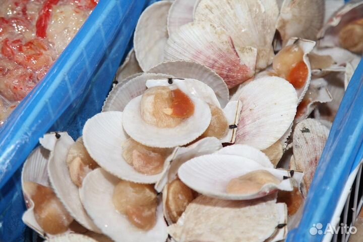 Гребешок на створке