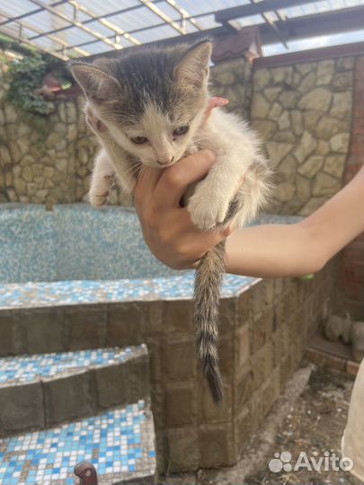 Котята в добрые руки бесплатно