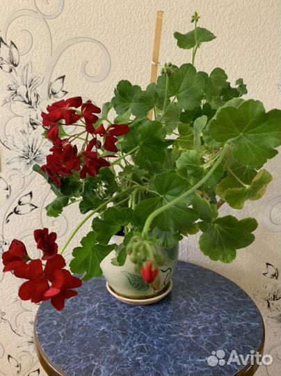 Пеларгония герань в горшке