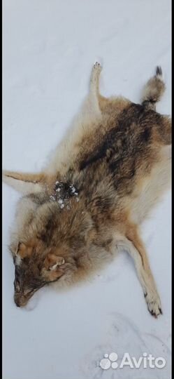 Шкура волка