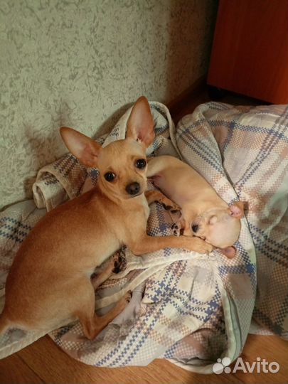 Продается щенок той-терьер