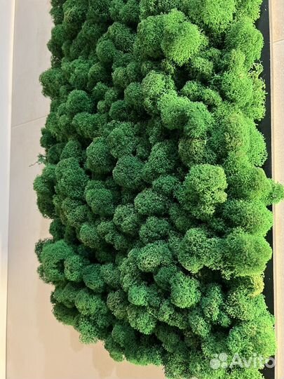 Панно из стабилизированного мха