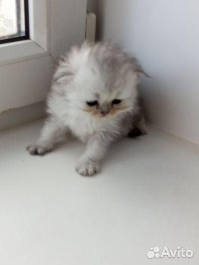 Персидские котята