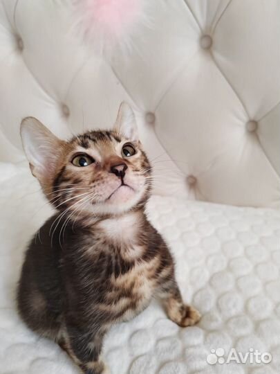 Бенгальская