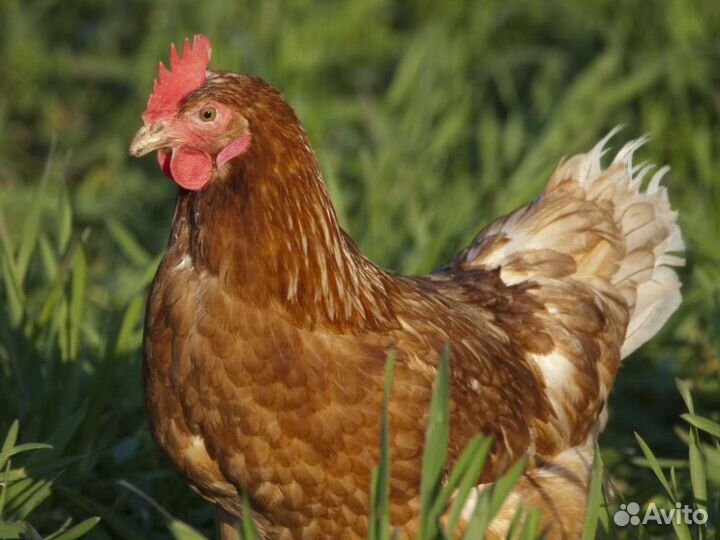 Куры несушки