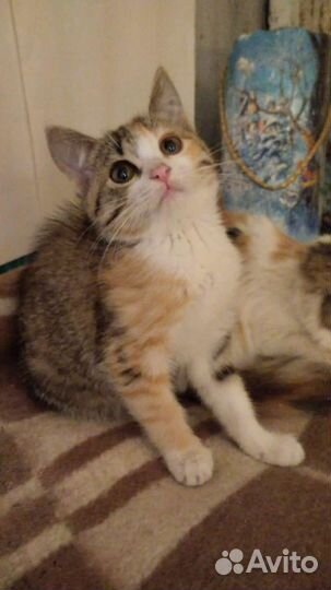 Трехцветка