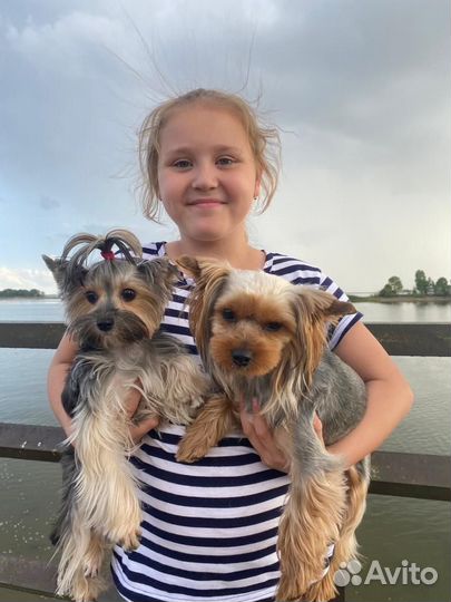 Йоркширский терьер мини щенки