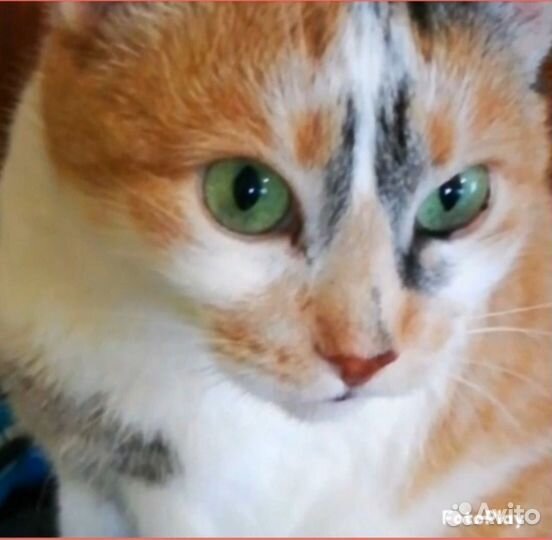 Многоцветная кошка с изумрудными глазками в дар