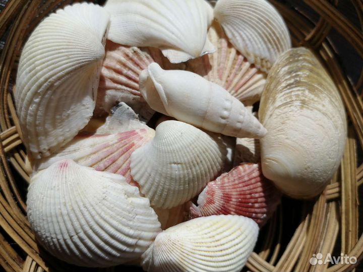 Морские камушки, ракушки