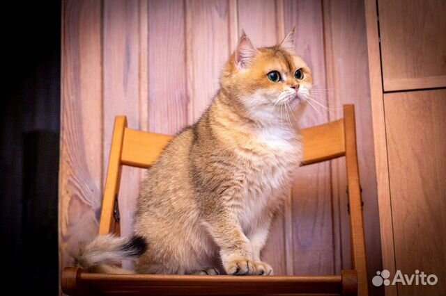 Британская кошка золотого окраса в добрые руки объявление продам