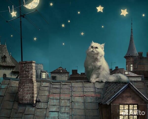 Картина по номерам 40x50 Котик на крыше