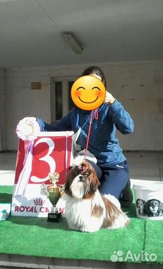 Щенки ши-тцу