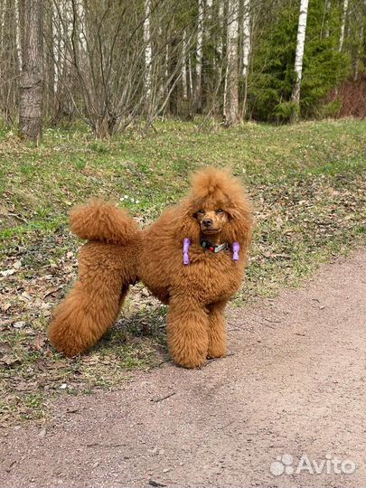 Миниатюрный-пудель вязка