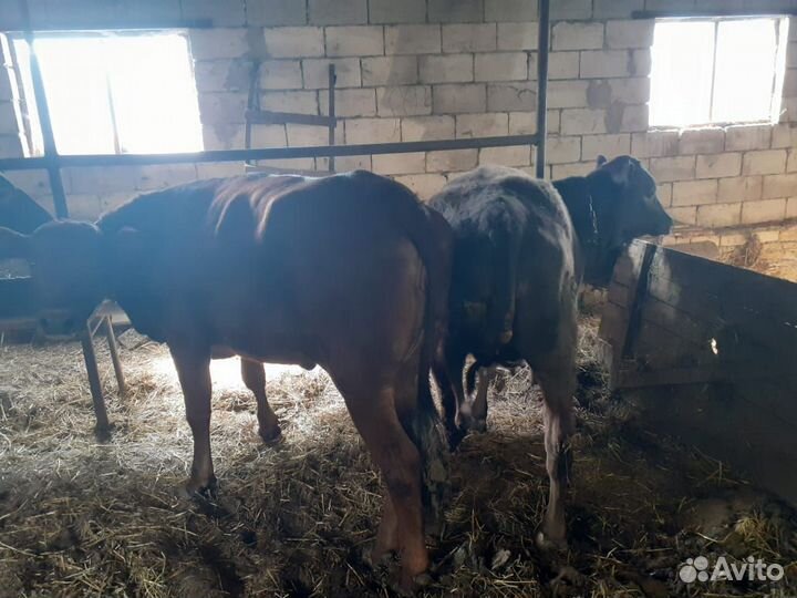 Продаю тёлок на мясо 7 голов
