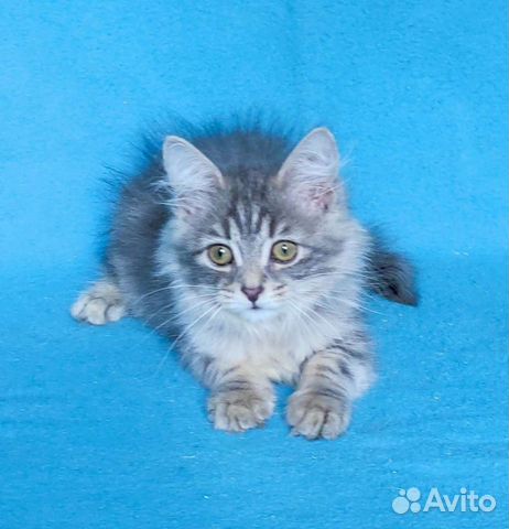 Сибирские котята объявление продам