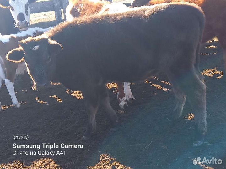 Тёлки 23года