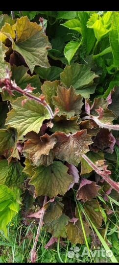 Гейхеры 40 сортов