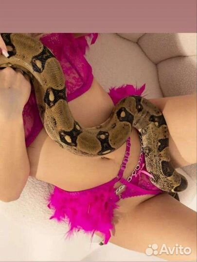 Змея, императорский удав