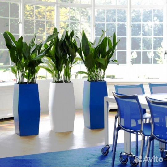 Озеленение офисов в Ярославле / растения для офиса