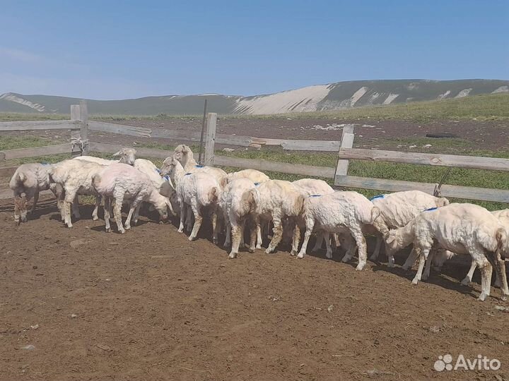 Курдючные бараны овцы