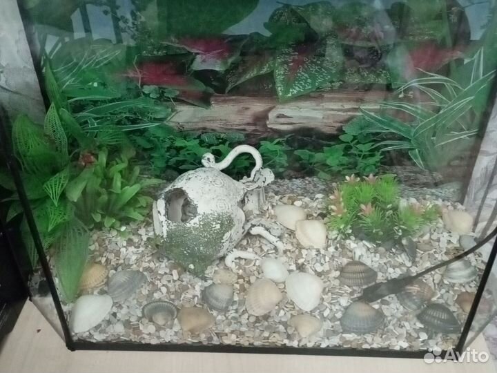 Аквариум