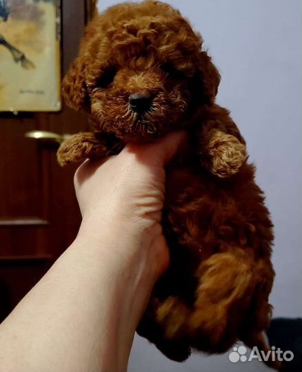 Той пудель. Девочки и мальчишки