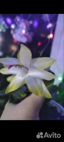 Декабристы зимние (шлюмбергеры)