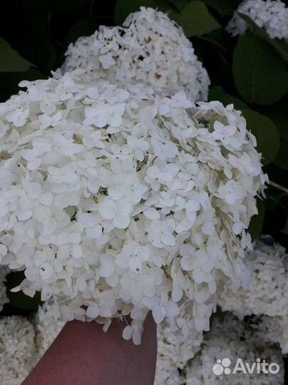 Гортензия, хризантемы