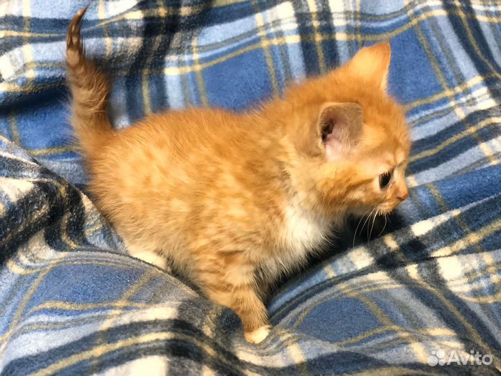Рыжий котёнок 2 месяца в добрые руки