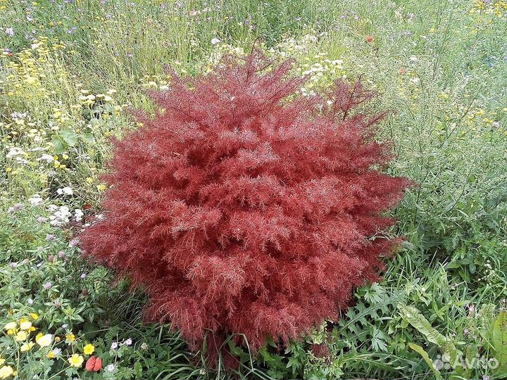 Криптомерия японская разные виды, семена