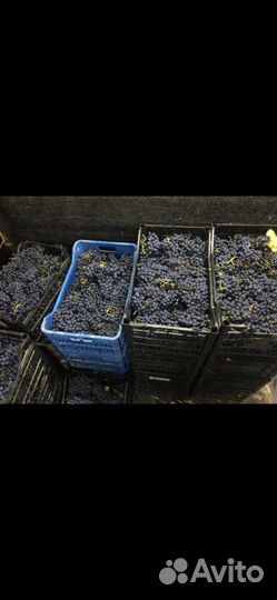 Винный виноград