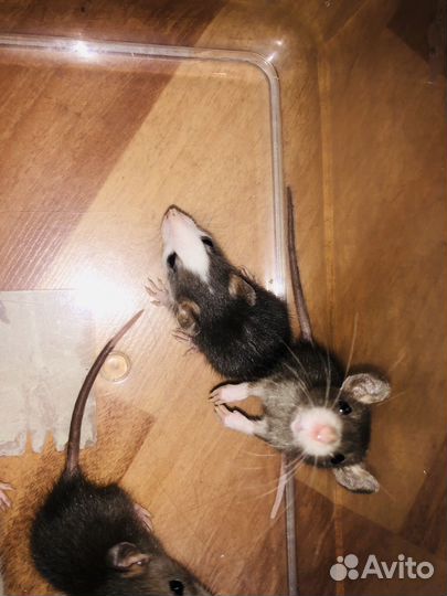 Крысята сиамские дамбо классика