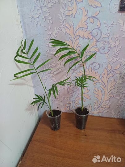 Пальма Хамедорея изящная